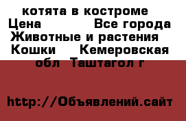 котята в костроме › Цена ­ 2 000 - Все города Животные и растения » Кошки   . Кемеровская обл.,Таштагол г.